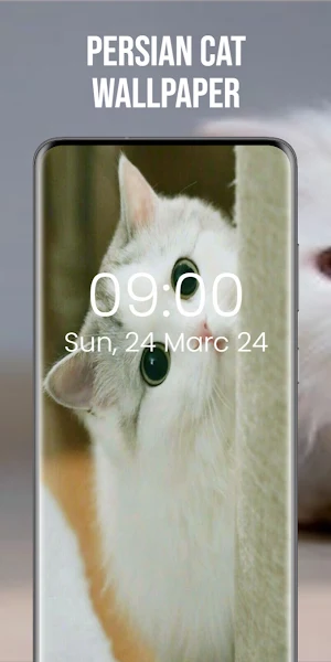 Persian Cat Wallpaper Screenshot 2