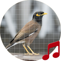 Thai Bird Sounds ~ Sboard.pro