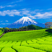 Mt. Fuji Tea Fields Theme