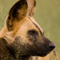 African Wild Dog Wallpaper