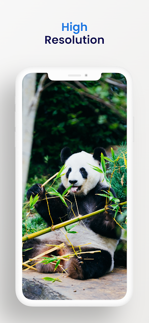 Cute panda wallpapers hd Screenshot 2