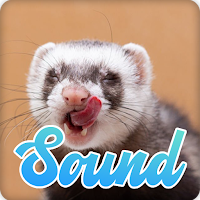 Ferret Sounds Effect
