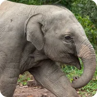 Baby Elephant Wallpaper