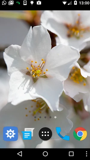 beautiful white flower lwp Screenshot 1
