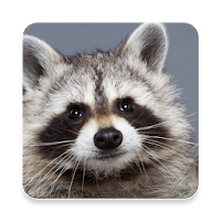 Raccoon Sound Collections ~ Sclip.app