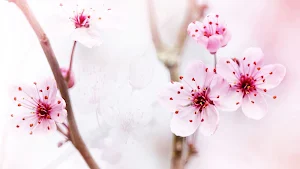 Pink Flower Wallpaper Screenshot 1