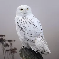 Snowy Owl Wallpapers