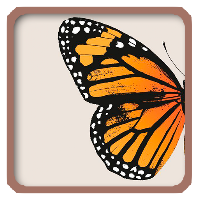 Wallpaper Butterfly