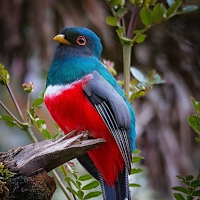Bird Wallpapers