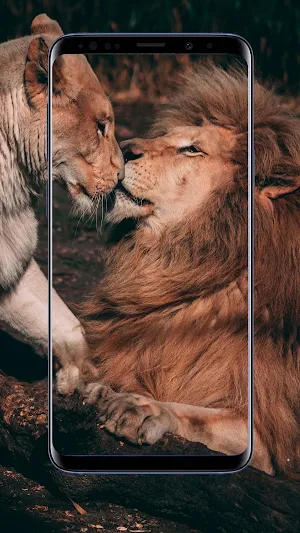 Lion Wallpapers Screenshot 1