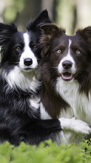 Border Collie Dogs Wallpapers Screenshot 2