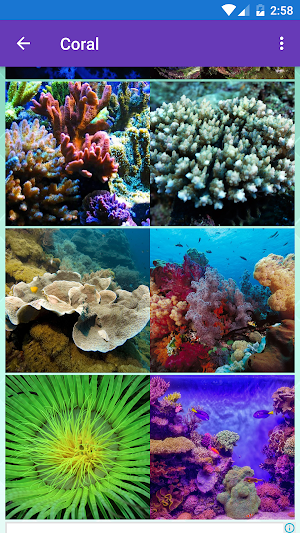 Clownfish, Coral, Sea Life, Underwater Wallpapers Screenshot 2