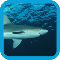 eGuide to Sharks and Rays