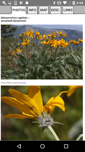 Nevada Wildflowers Screenshot 3