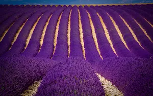Lavender Flower Wallpapers Screenshot 3