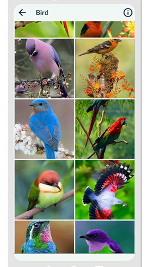 Bird Wallpaper Screenshot 2