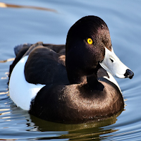 Colorful Duck Backgrounds
