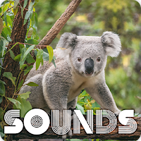 Koala Sound Ringtones