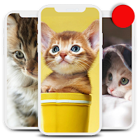 Kitten Wallpapers HD Offline