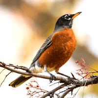 Robin Sounds