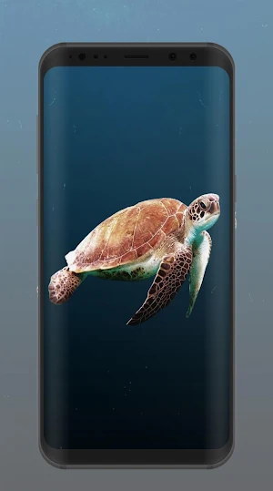 Tortoise Wallpaper Screenshot 3