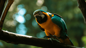 Macaw Bird Sounds Screenshot 2
