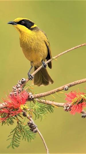 Birds Wallpaper in 4K Screenshot 3