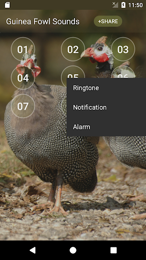Guinea Fowl Sounds & Calls Screenshot 1