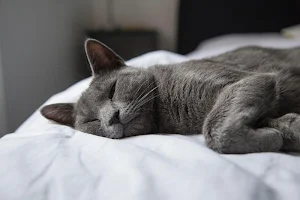 Gray wallpapers Screenshot 3