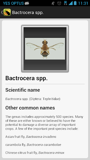 Citrus Pests Key Screenshot 3