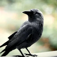 Crow Sounds - Crow Calls & Ringtones