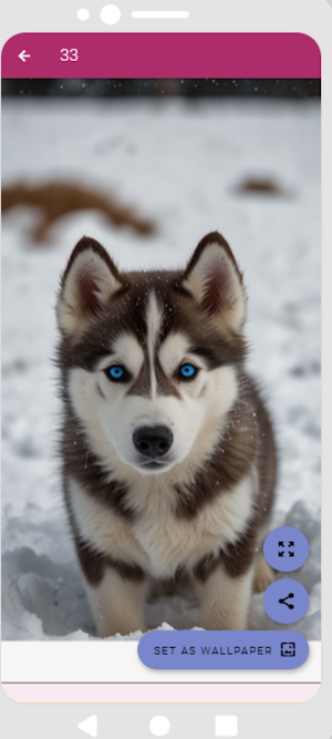 Husky Wallpapers HD Screenshot 3