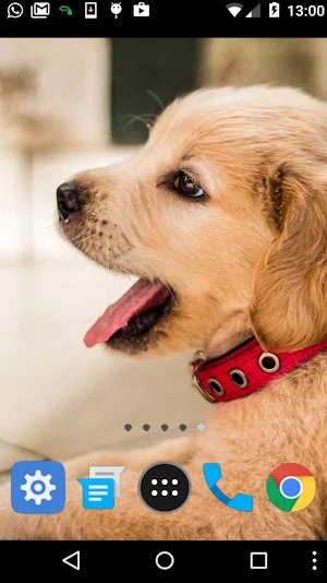golden dog wallpaper Screenshot 1