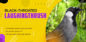 Black-throated laughingthrush Screenshot 1
