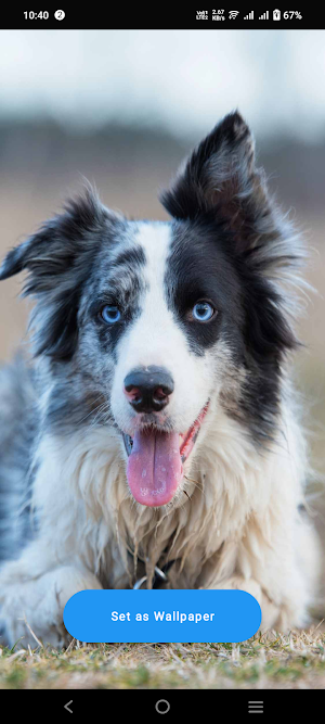 Border Collie Wallpaper Screenshot 0