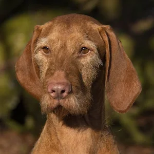 Vizsla Dog Wallpapers Screenshot 2