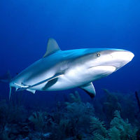 Shark Wallpapers