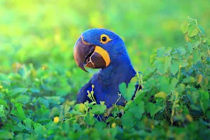Hyacinth Macaw Wallpaper HD Screenshot 3