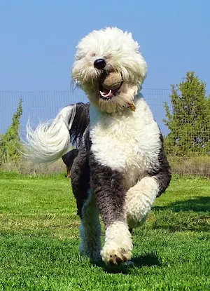 Sheepadoodle Dog Wallpapers Screenshot 0