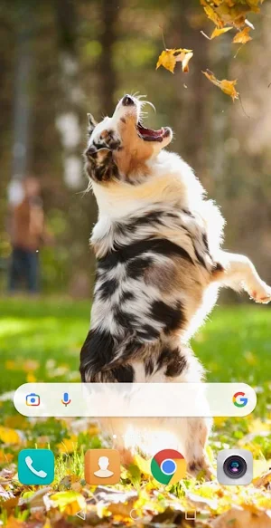 Dog cute wallpaper Screenshot 3