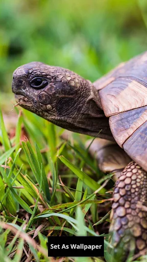 Tortoise Wallpaper Screenshot 3