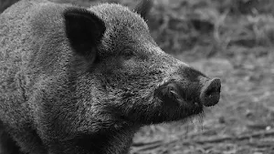 Pig sounds ringtones screenshot 4