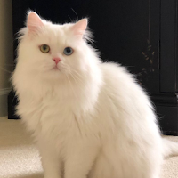 Cat Wallpaper Kawaii
