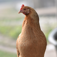 Gamecock Sounds