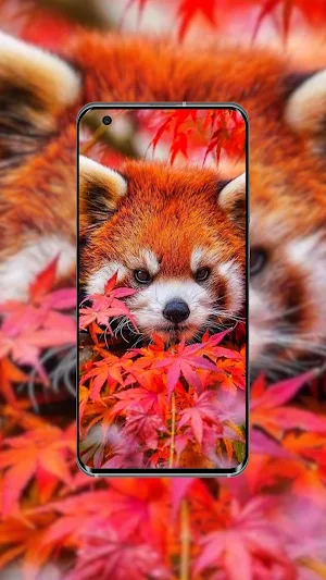Red Panda Wallpaper Screenshot 2