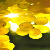 yellow image
