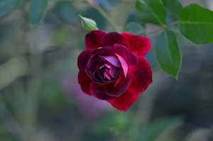 Red Rose Wallpapers Screenshot 1