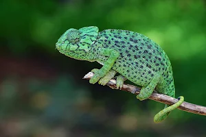 Chameleon Wallpaper HD Screenshot 0