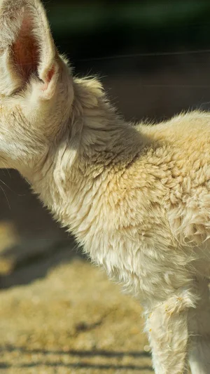 Wildlife Photography Wallpaper Screenshot 0