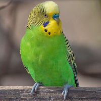 Budgerigar Sounds